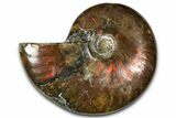 Polished Red Flash Ammonite (Cleoniceras) Fossil - Madagascar #367710-1